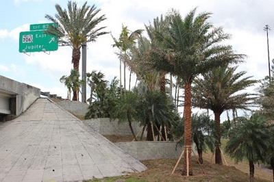 Palm Tree's and Terraced SRW