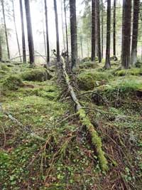 tree in woods