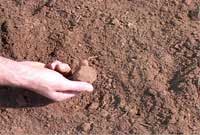 Clay Soils