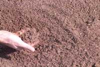 Sandy Soils Sandy Soils